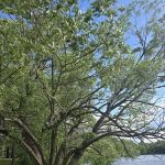 Moon Lake Park