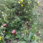 Sunnyside Mobile Home Park Inc