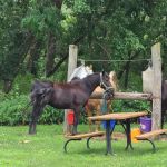 Equestrian Campground