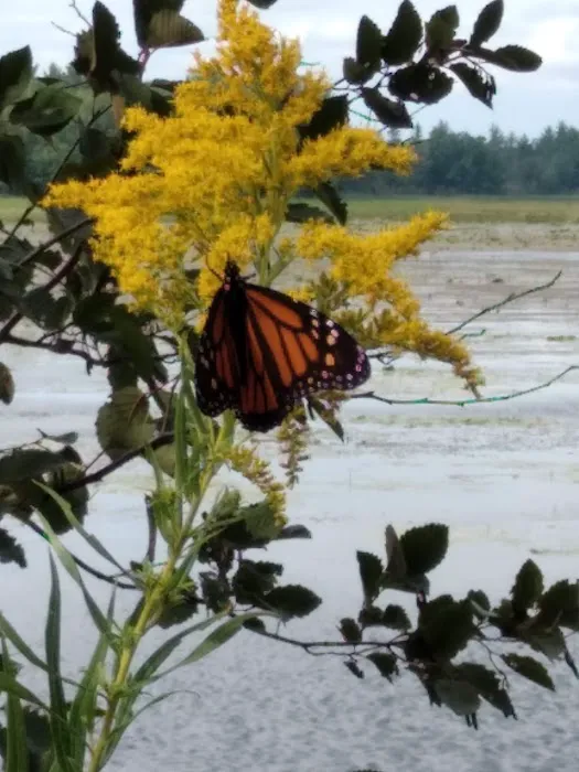 Reedsburg Dam State Forest Campground 9