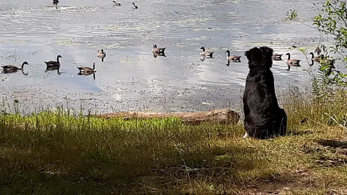 Reedsburg Dam State Forest Campground 3
