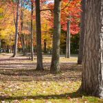 Saginaw Bay Resort