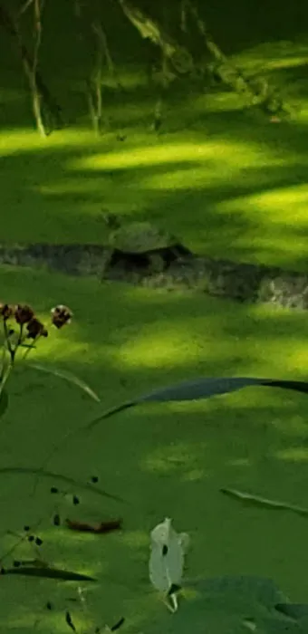Indian Springs 7