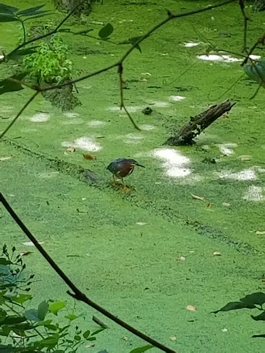 Indian Springs 5