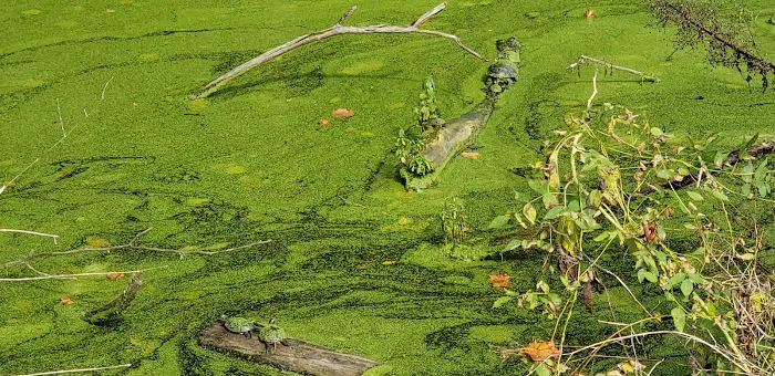 Indian Springs 6