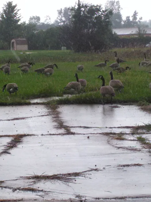 Windsor Farms 1