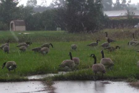 Windsor Farms