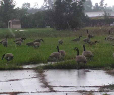 Windsor Farms