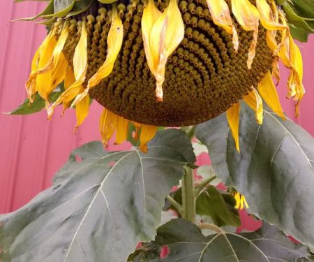 Sunrise Mobile Home Park