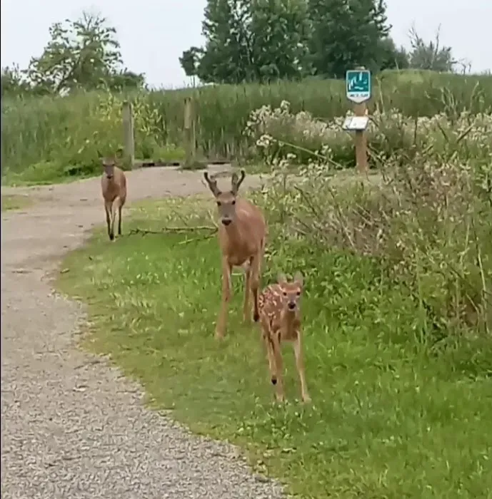 Lake St Clair Metropark campgrounds 7