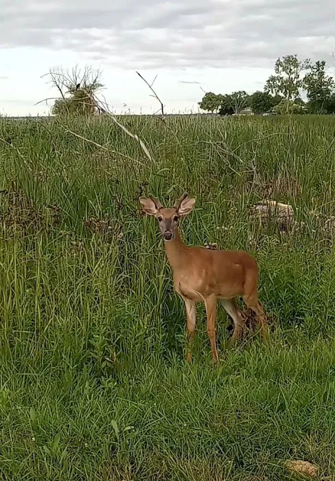 Lake St Clair Metropark campgrounds 5