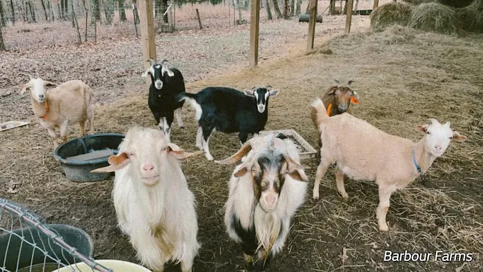 Barbour Farms 6