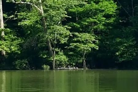 Rushing Bay Camp Spot