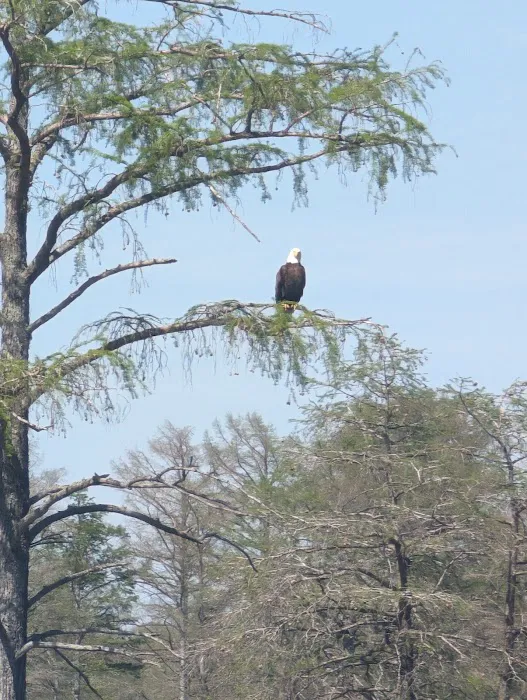 Horseshoe Lake State Fish & Wildlife Area-West Campground 8