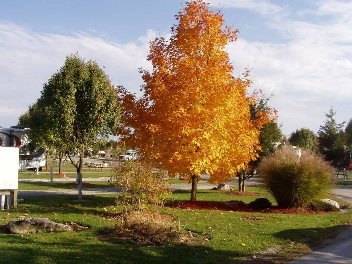 Cottonwoods RV Park 8