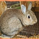 Pheasant Acres RV Park