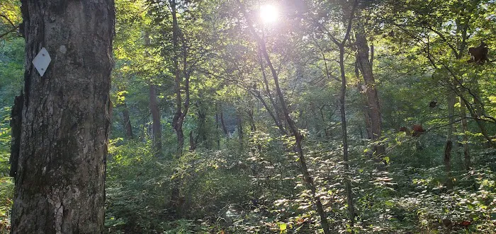 Brazil Creek Campground 8