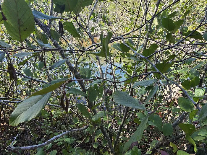 Marble Creek Campground 7