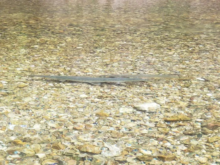 Sutton Bluff Recreation Area 6