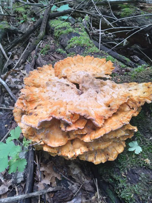 Burt Lake Campground and Wildlife Area 8
