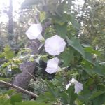 Larson Lake County Park