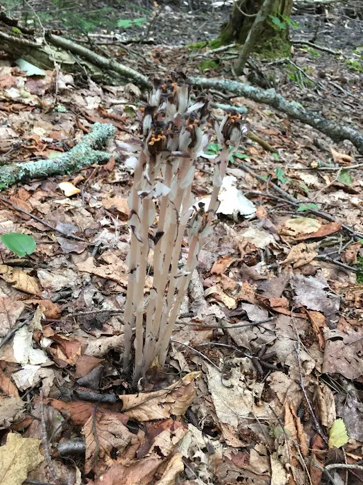 Pine Bluff Campground 9