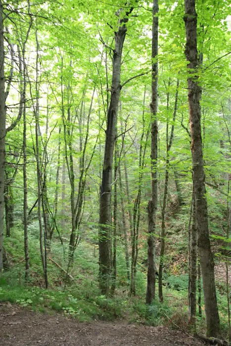 Lower Falls Portage Campground 4
