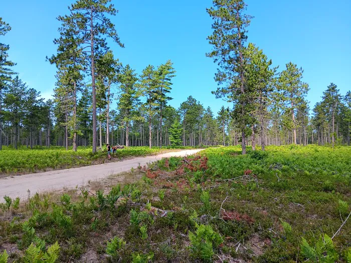 Bodi Lake State Forest Campground 1