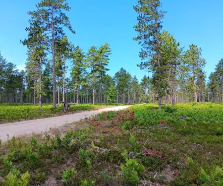 Bodi Lake State Forest Campground