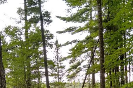 Three Lakes Campground