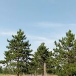 Equestrian Campground