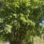 Montrose Mobile Manor