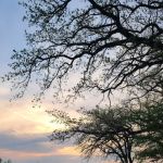 Dammann Oaks Campground