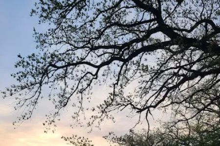 Dammann Oaks Campground