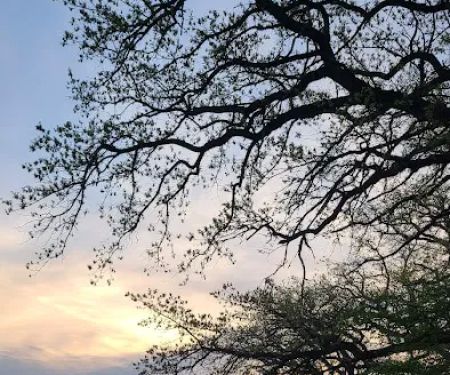 Dammann Oaks Campground