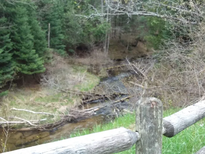 Hopkins Creek Trail Campground 5