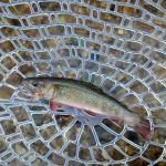 Hopkins Creek Trail Campground