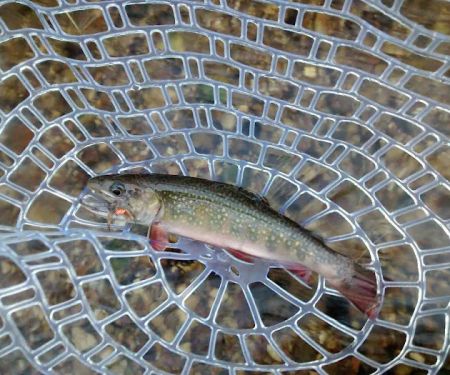 Hopkins Creek Trail Campground