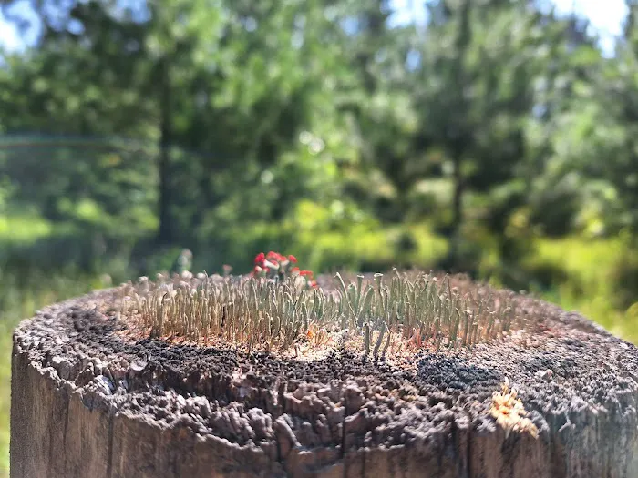 South Branch Campground 2