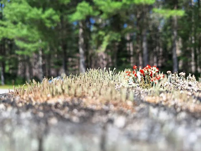 South Branch Campground 3