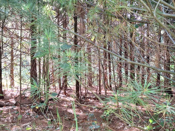 South Branch Campground 1