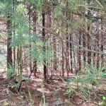 South Branch Campground