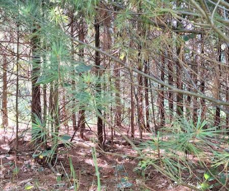 South Branch Campground