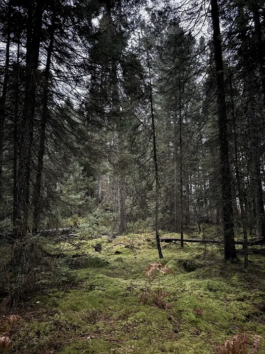 Canoe Harbor State Forest Campground 8