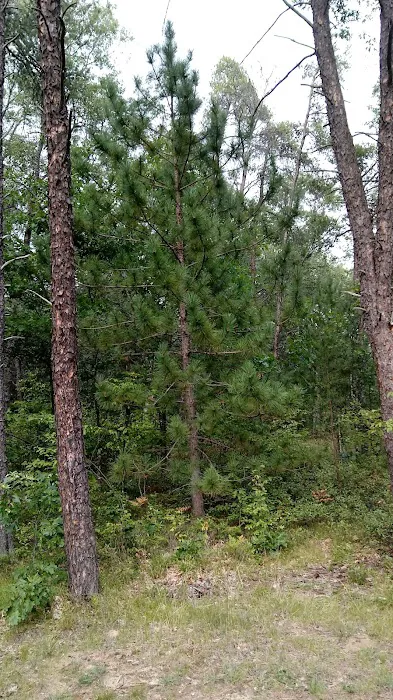 Rollways Campground 1