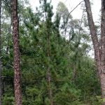Rollways Campground