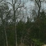 South Branch Trail Camp for the Shore to Shore Horseback and Hiking Trail