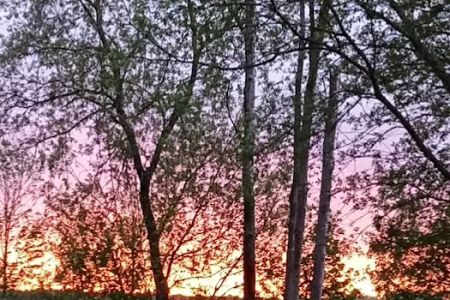Croswell Estates