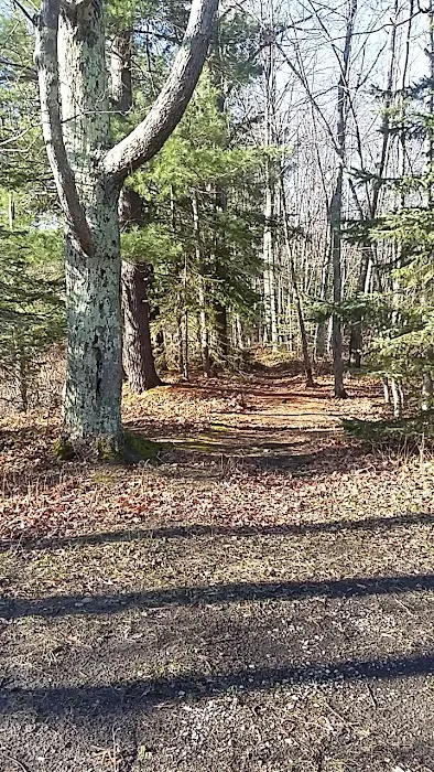 Grass Lake State Forest Campground 6