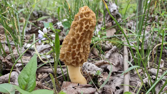 Camp Shroom Hocking Hills 8